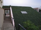 版築の壁と屋根緑化したギャラリー併用住宅写真7